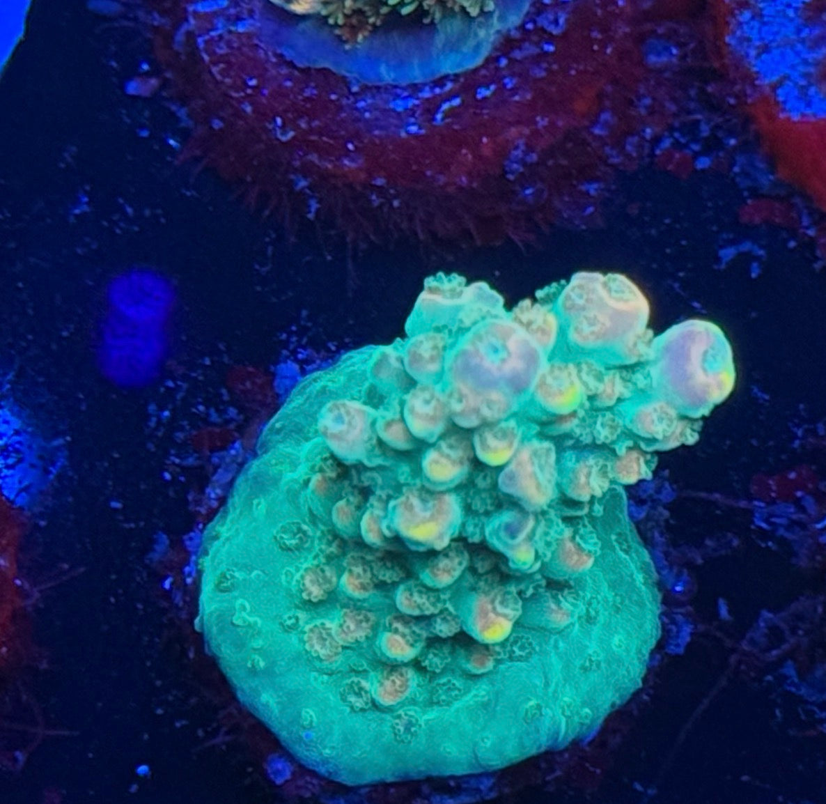 BC Bubble Bath Unicorn #3