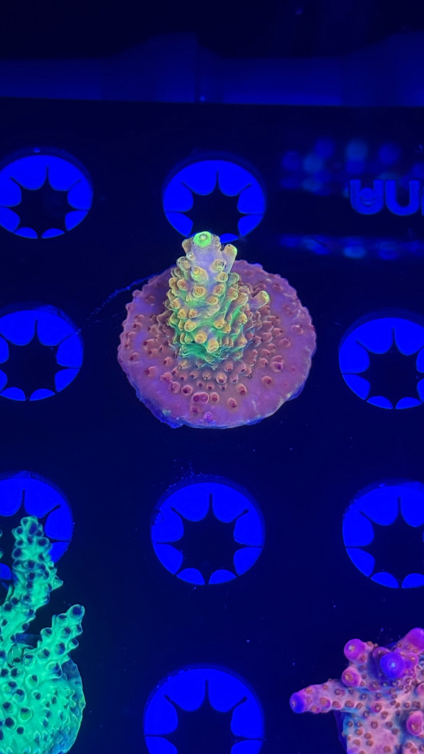 Gb Golden Jaw dropper