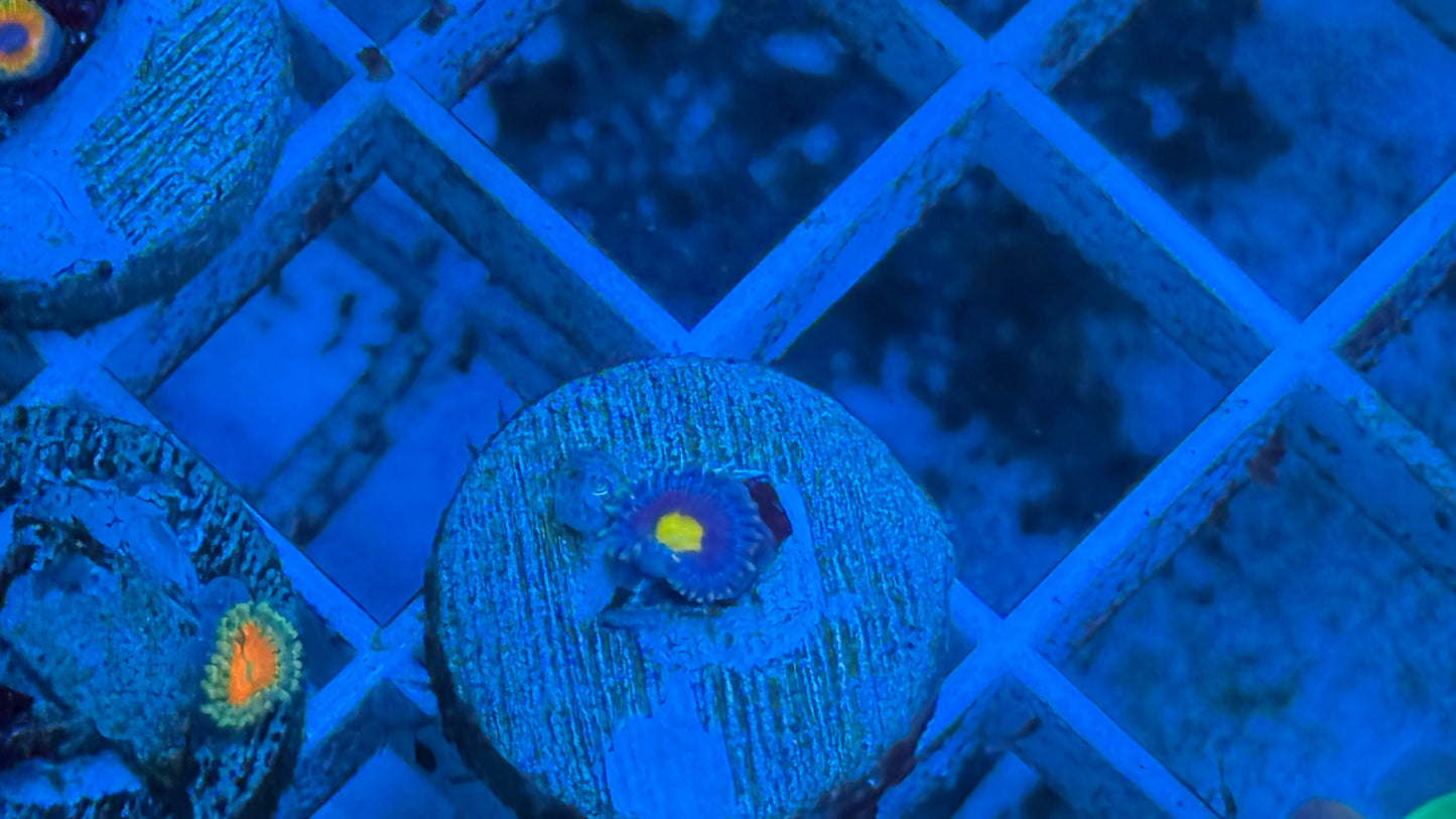 Kaoi Zoa