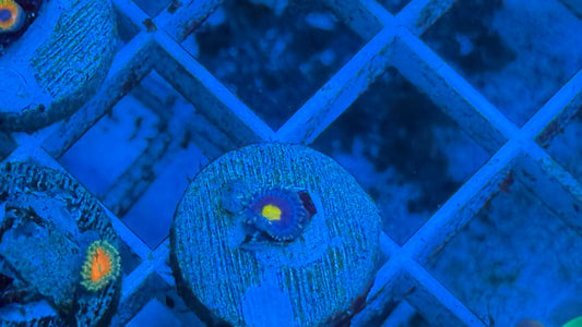 Kaoi Zoa
