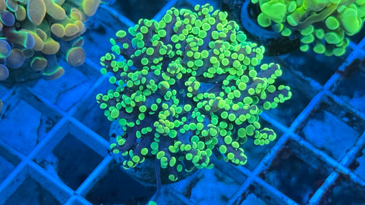 Gold Octospawn Aquacultured