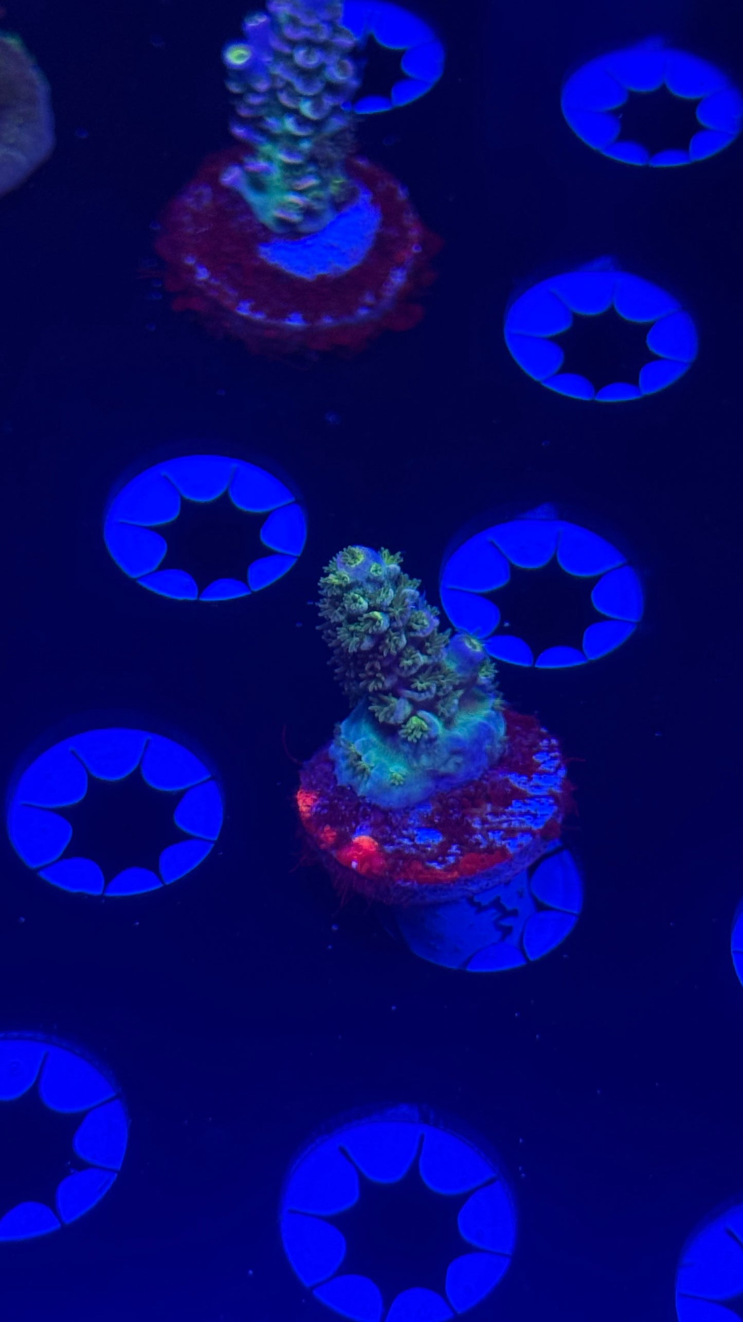 Bessett The Crash Medium