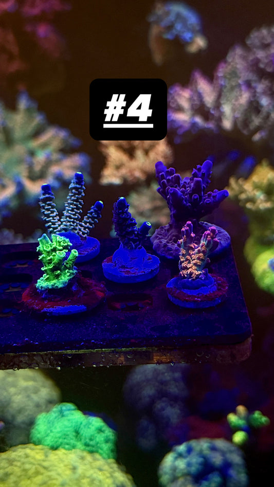 Ultimate acro pack #4