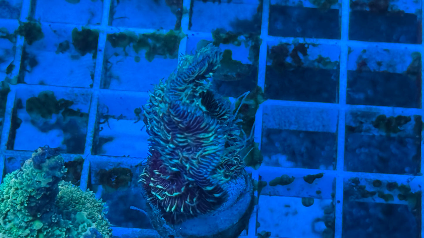 Purple Pavona (chunky)