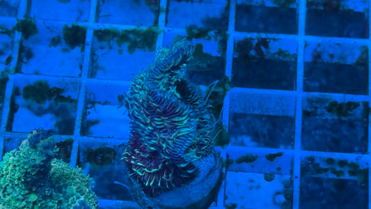 Purple Pavona (chunky)