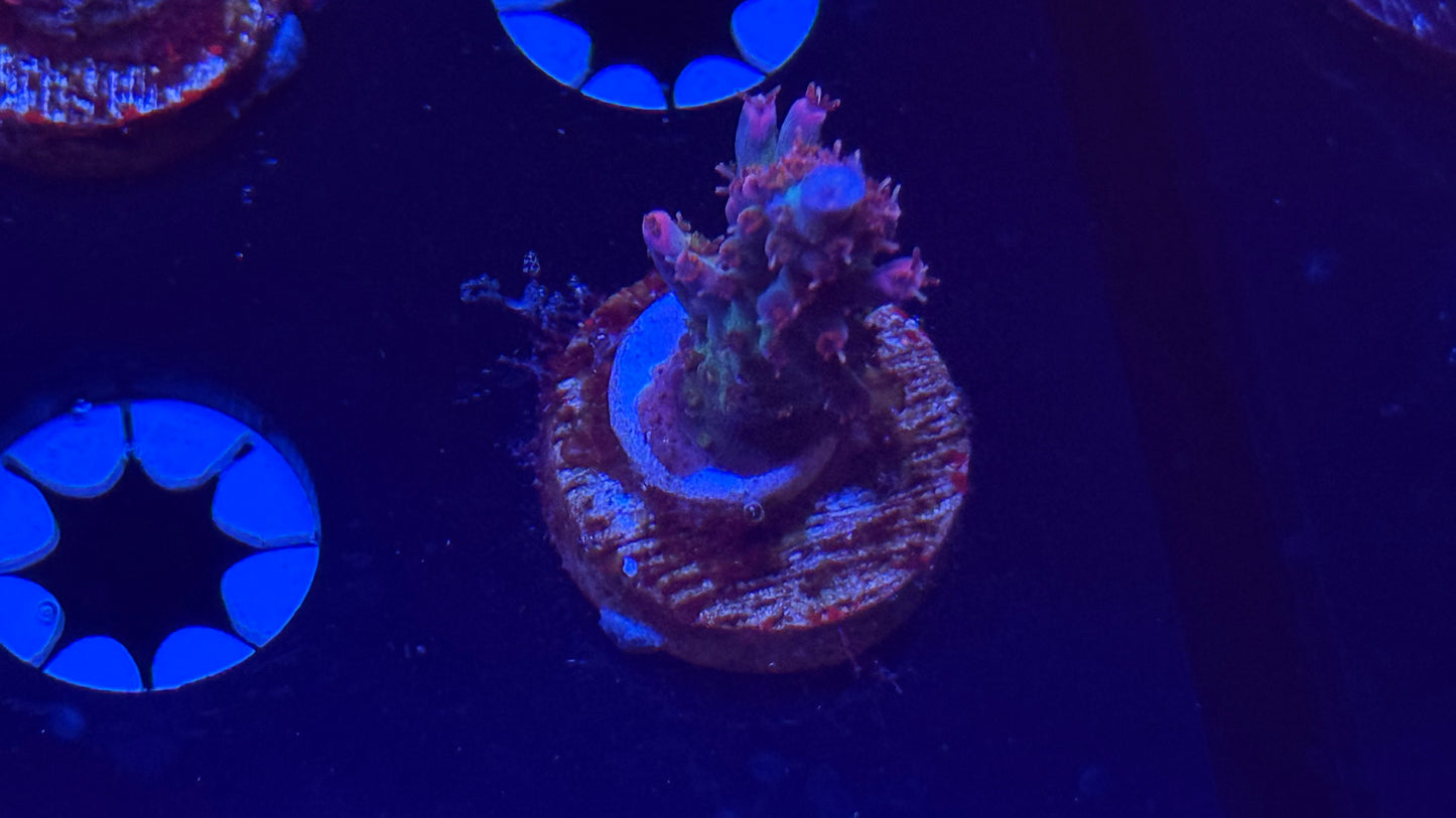 K’corals Play Boy