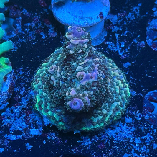 K’corals Oppenheimer Stag