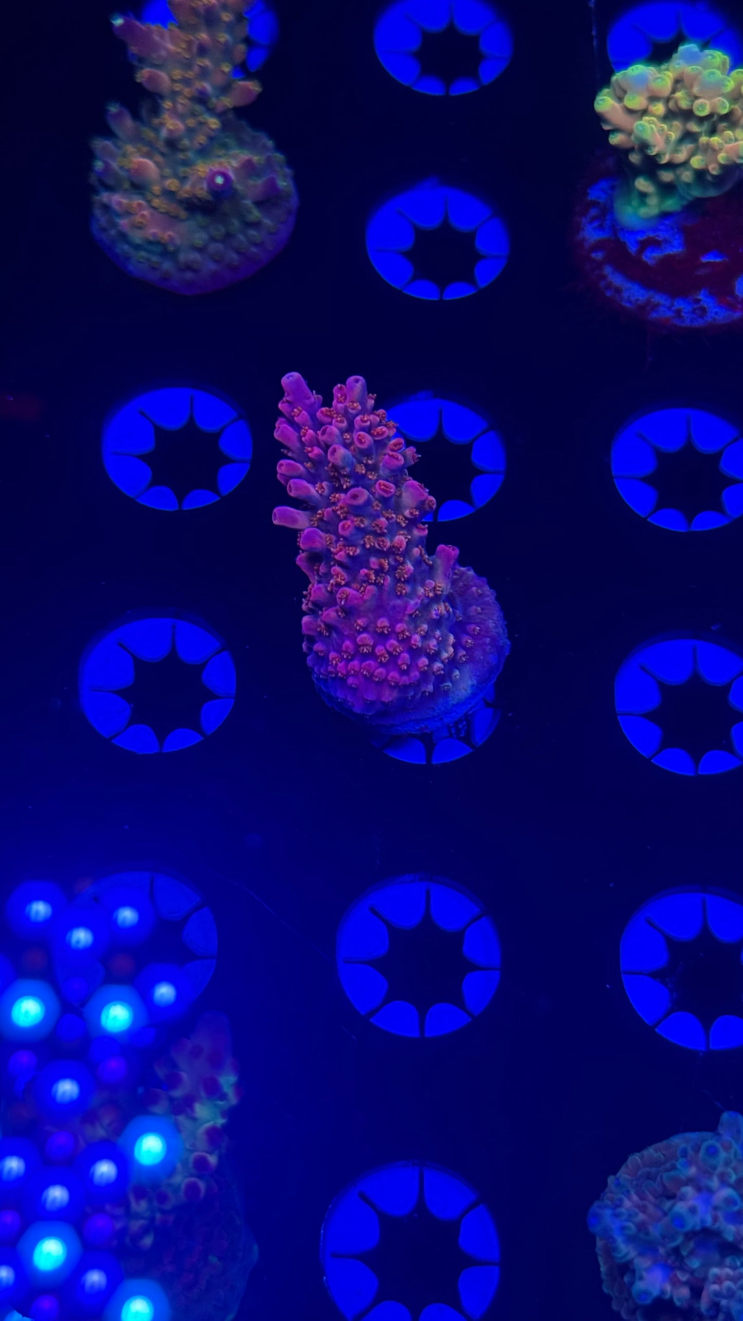 K’corals Pitaya