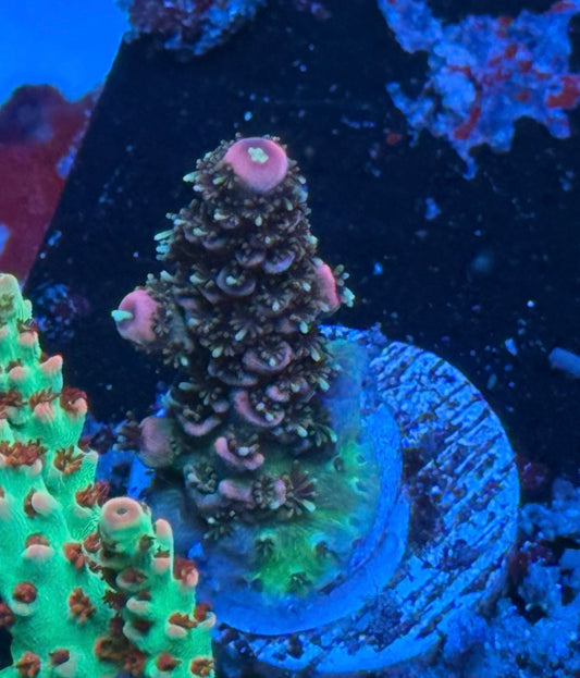 K’corals Majin Millepora (New release)