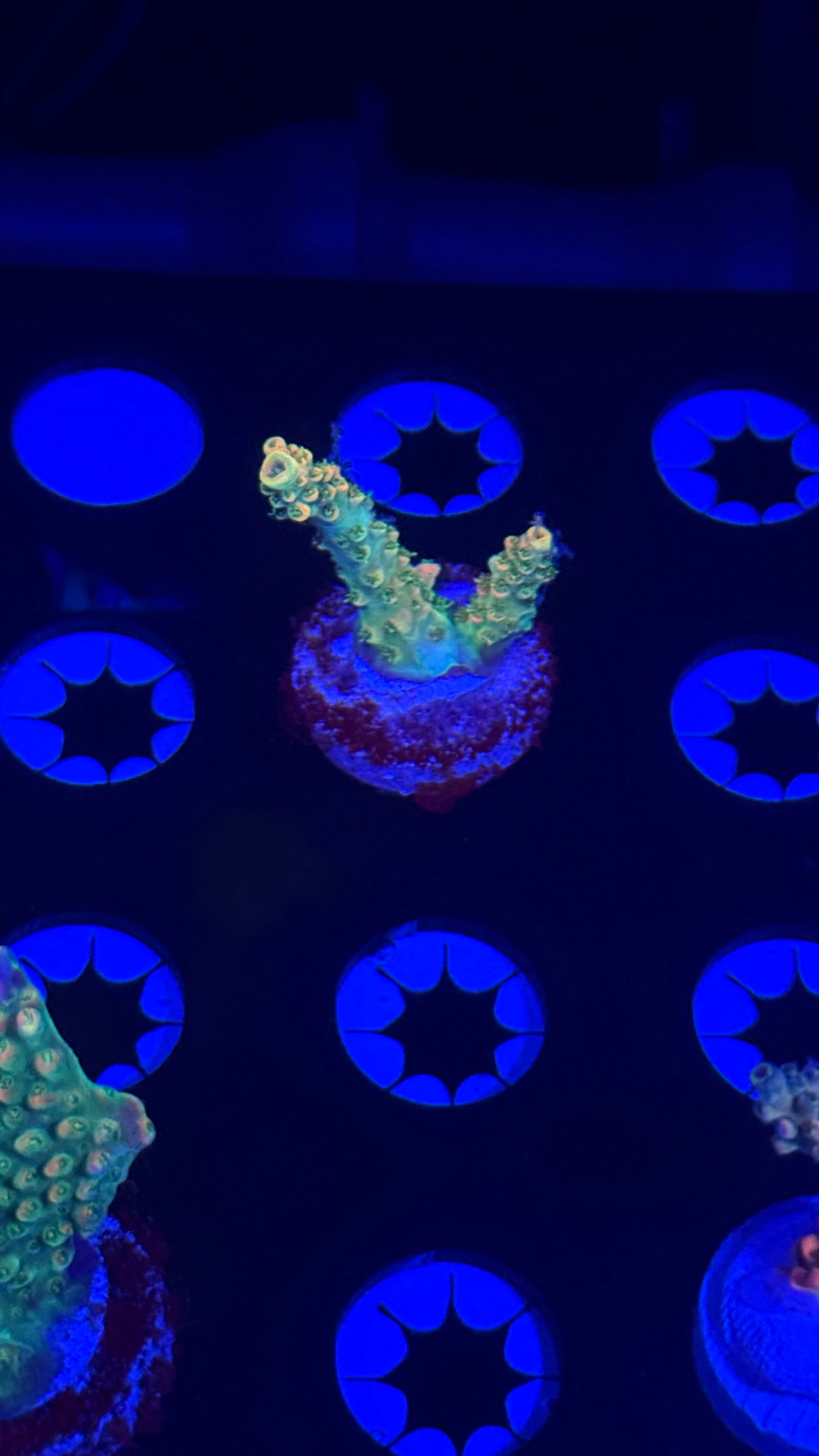 POTO Pinkalicius (colored down)