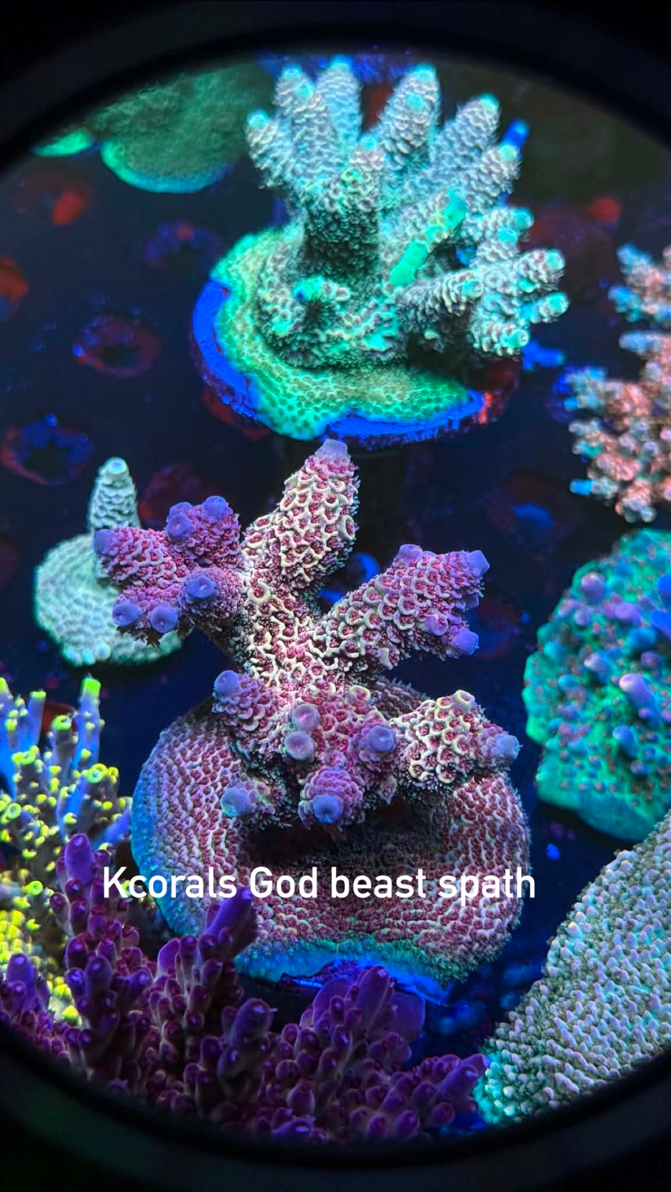 K’corals God Beast
