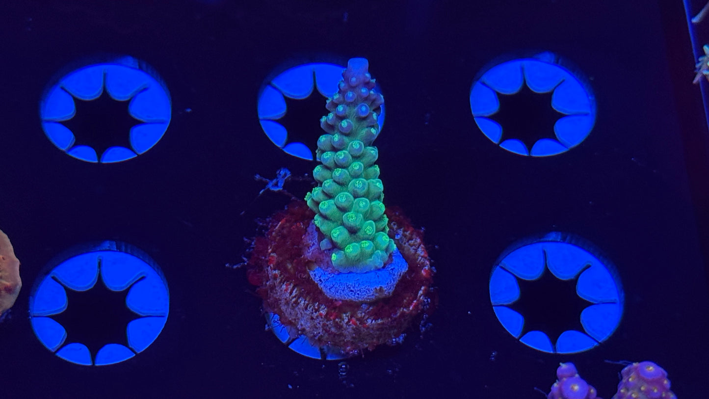 Gregs Dragon Scales