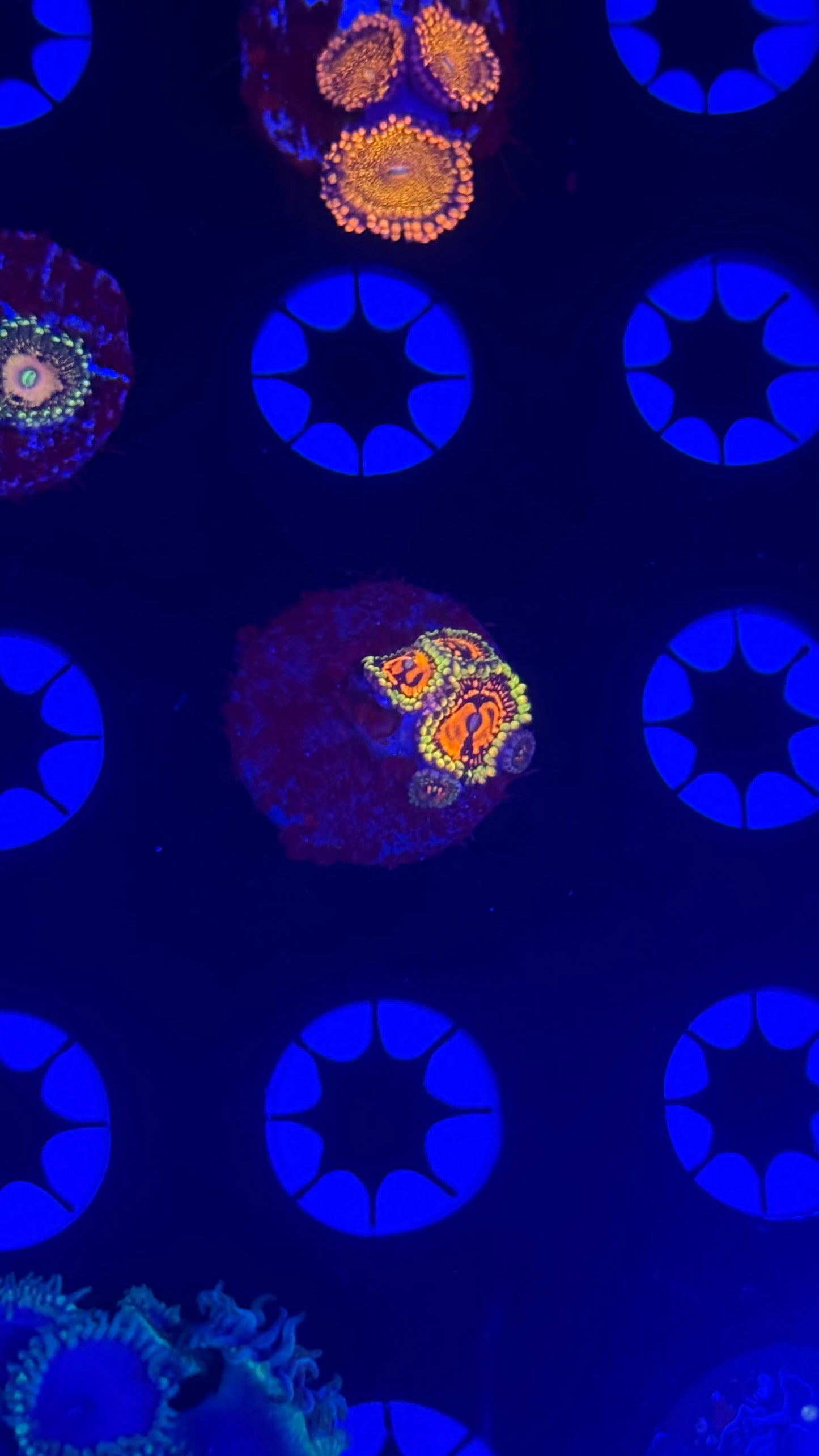 Reverse hallucinations zoa