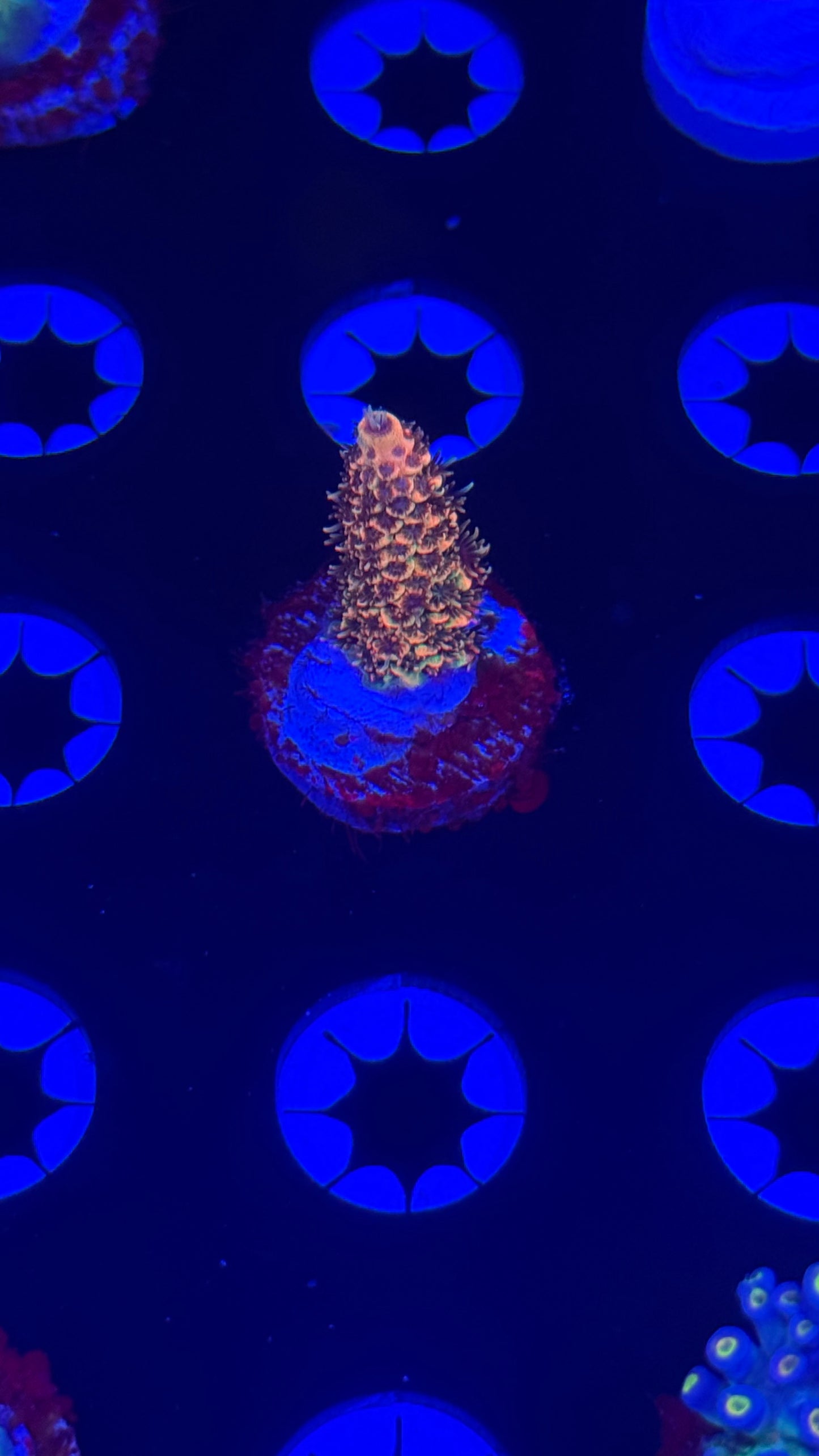 K’corals Piña Colada