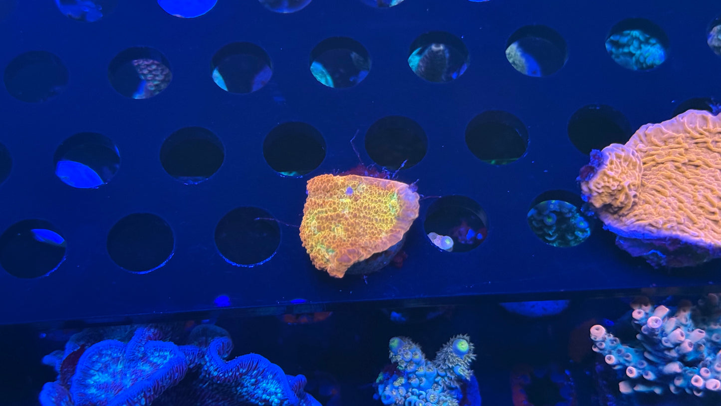 POTO Rainbow Peacock chalice