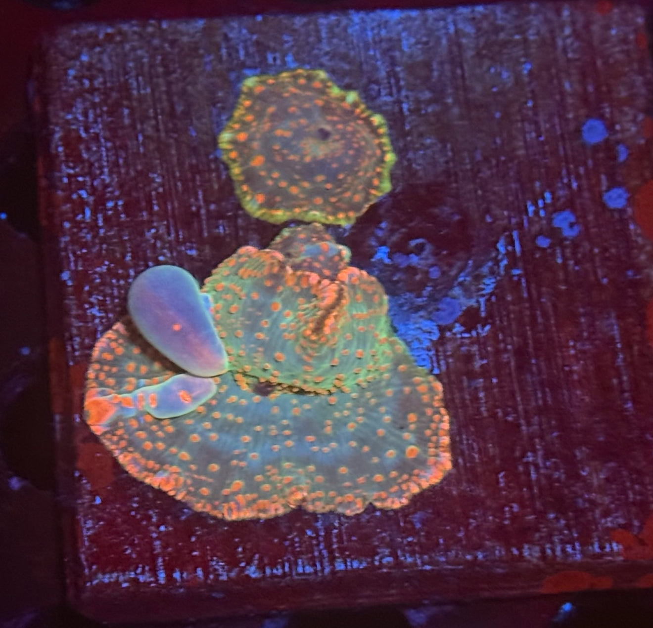 Bubble yum bounce ( bouncing)