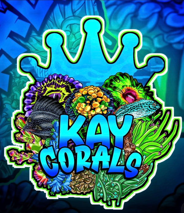 Kay Corals