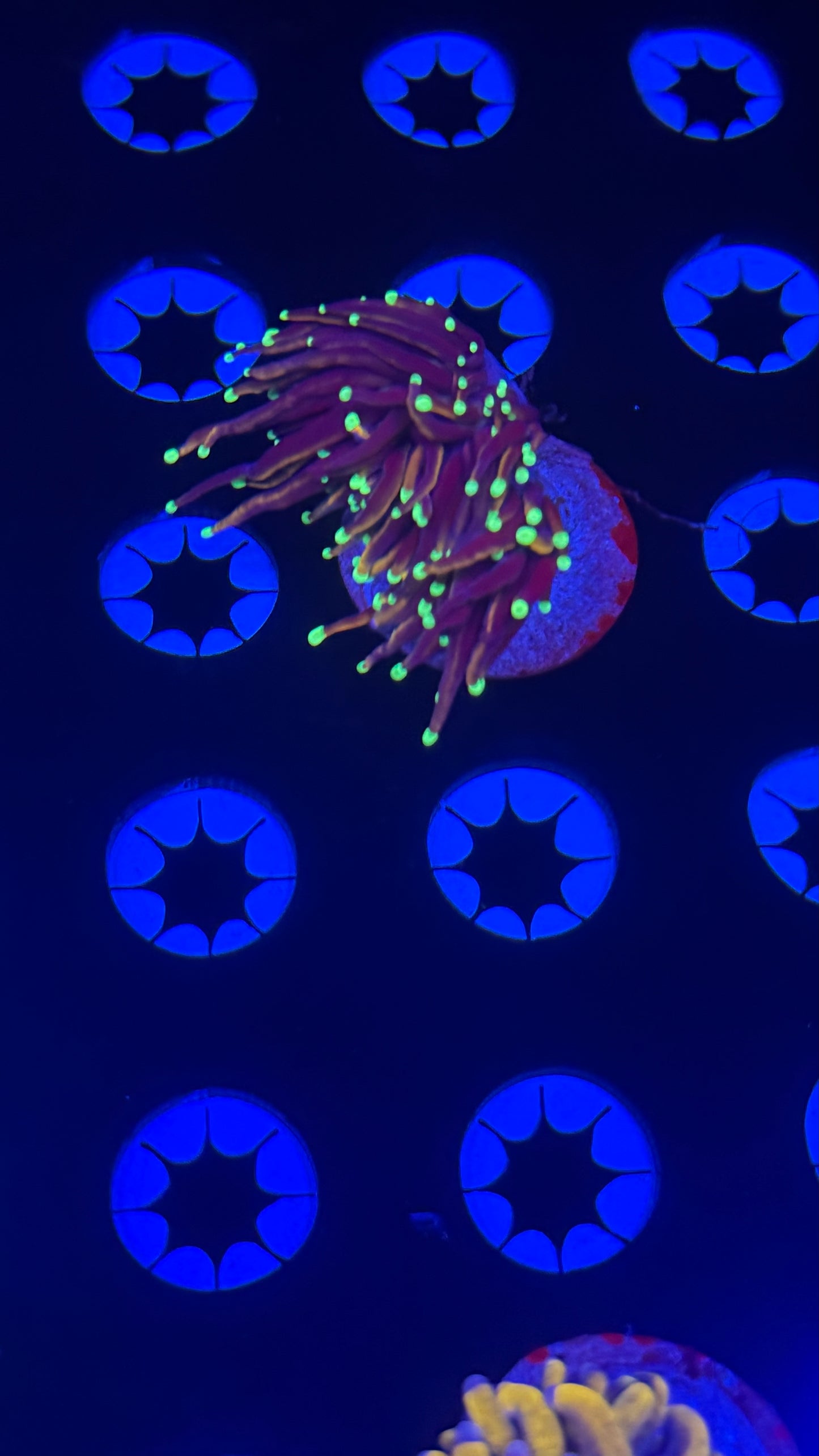 Tsa Jester torch small