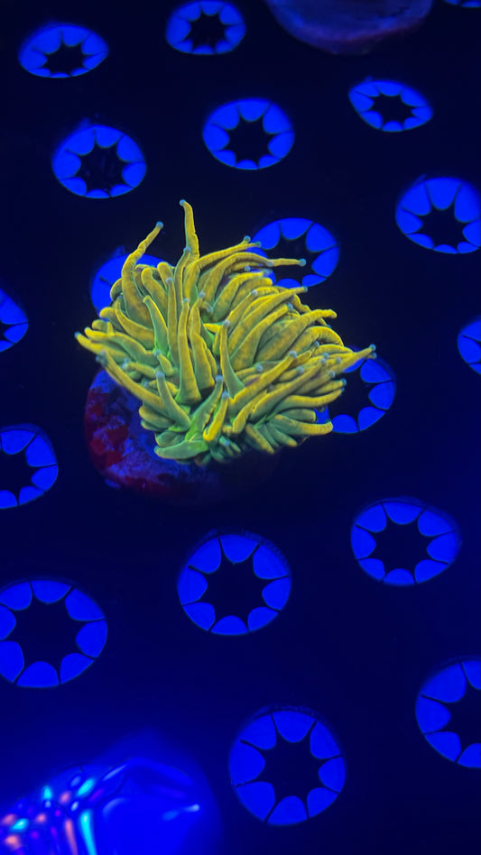 TSA Holly Grail ( Baby Grail)