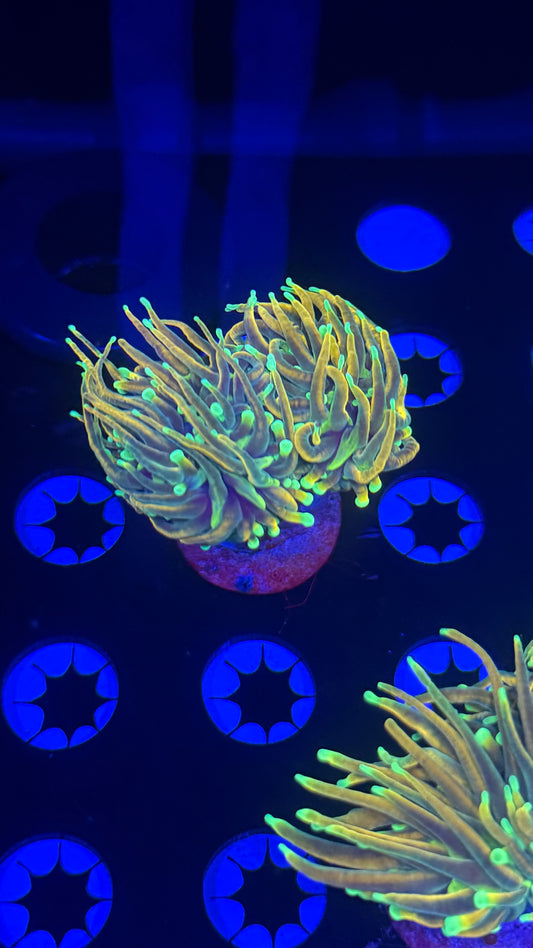 Hellfire torch splitting