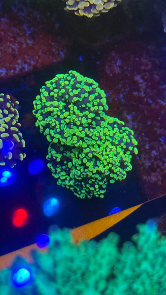Yellow Octospawn